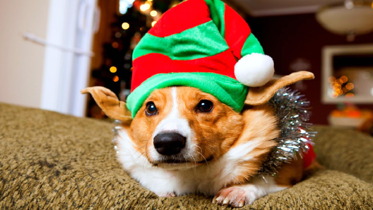 Christmas Corgi