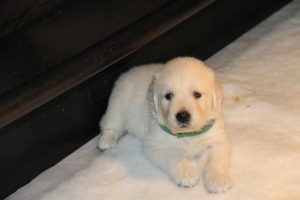 Chubby Golden Retriever Puppies