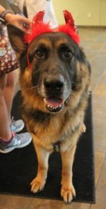 Cincinnati Area German Shepherd Rescue