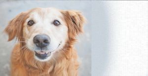 Cincinnati Golden Retriever Rescue