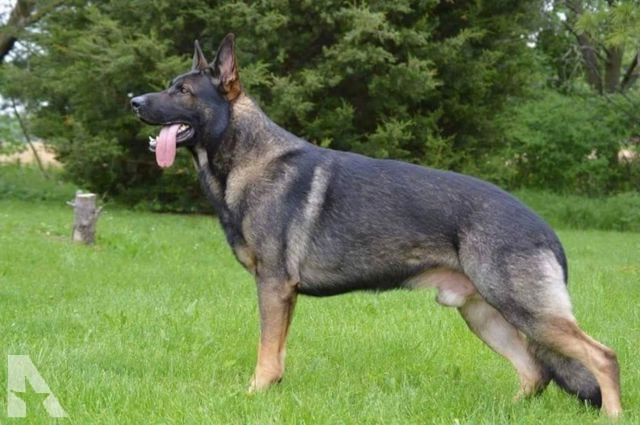 Ckc German Shepherd