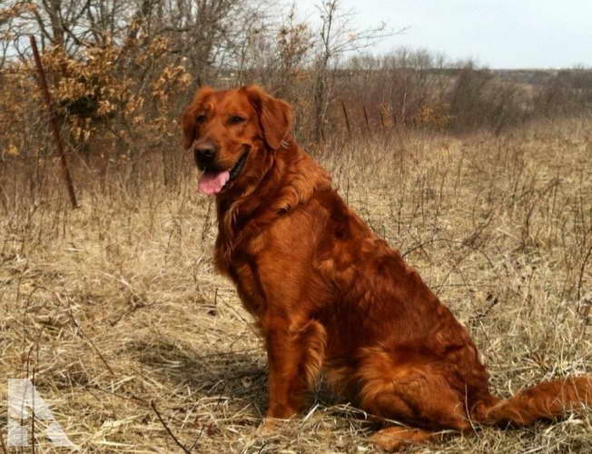 Classified Golden Retriever Puppies