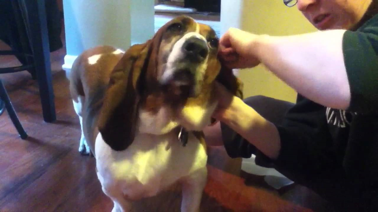 Cleaning Basset Hound Ears