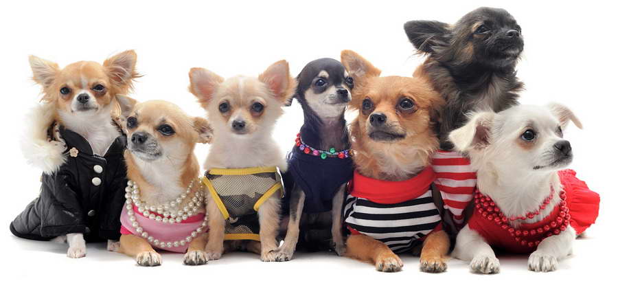 Clothes For Chihuahua