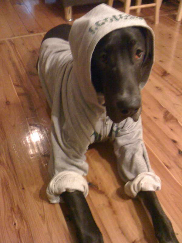 Clothes For Great Dane