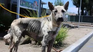 Coastal German Shepherd