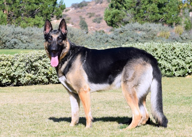 Coastal K9 German Shepherd Rescue