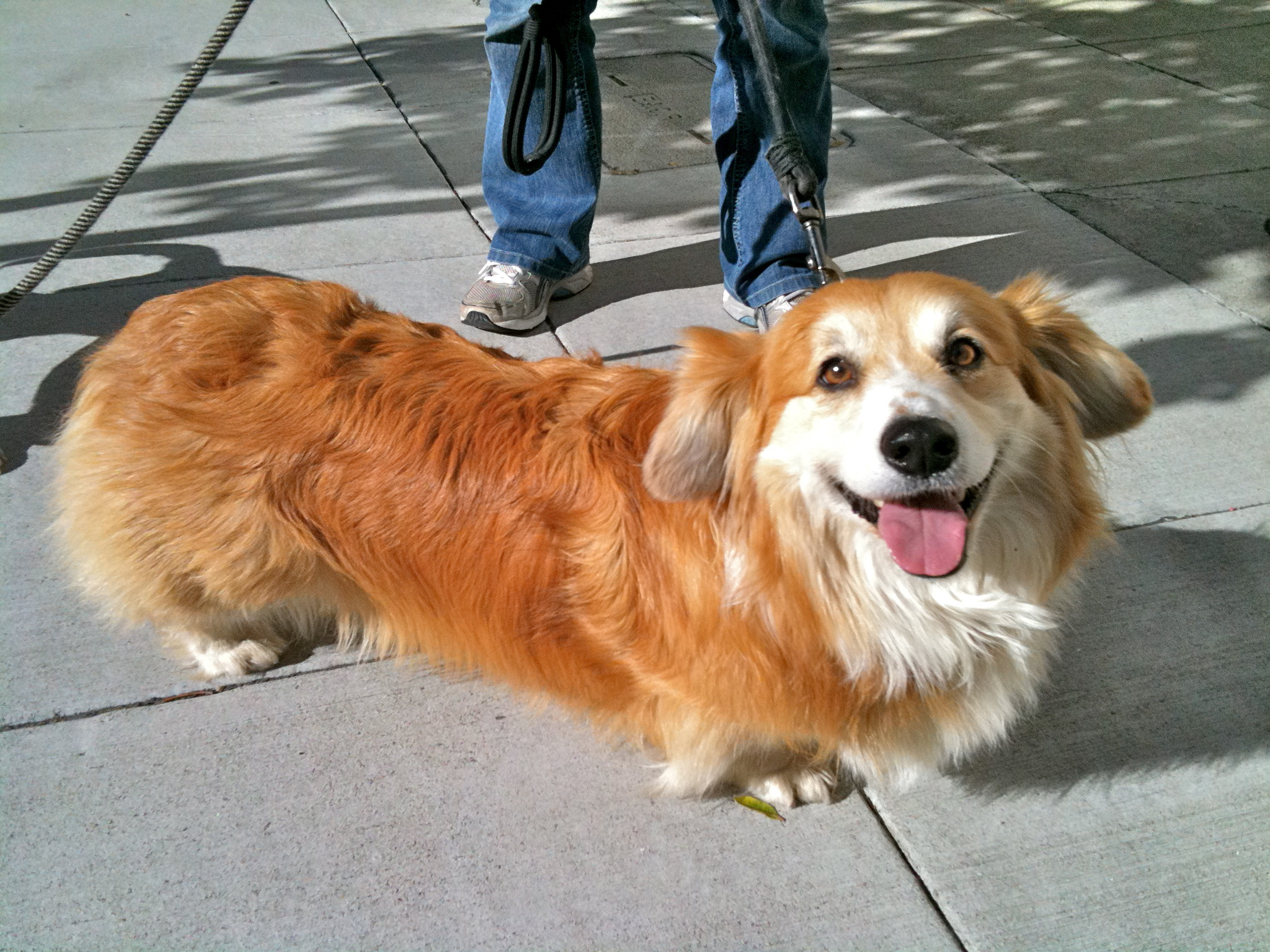 Cocker Corgi Mix