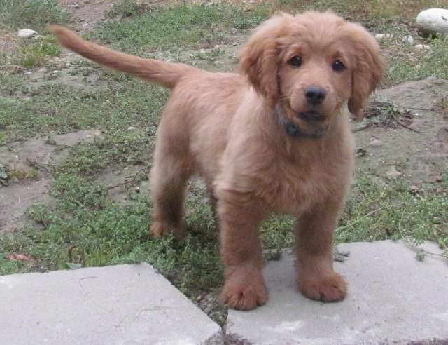 Cocker Spaniel Golden Retriever Puppies