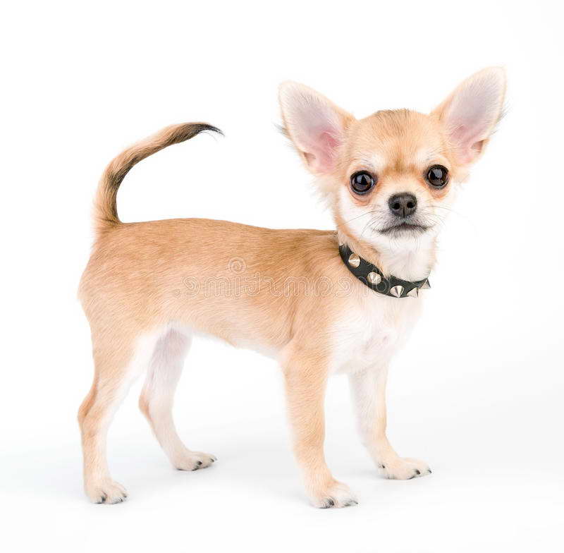 Collar For Chihuahua Puppy