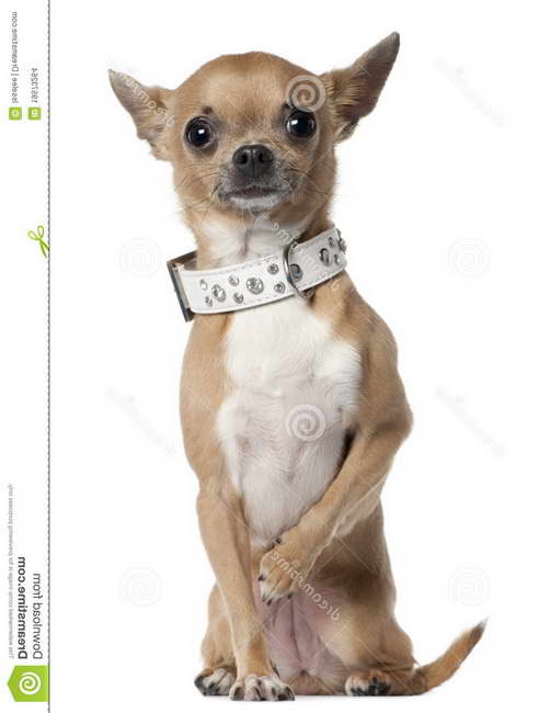 Collar For Chihuahua