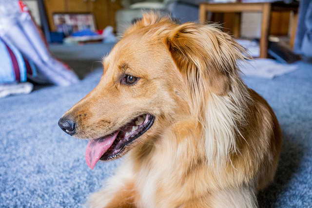 Collie Mixed With Golden Retriever
