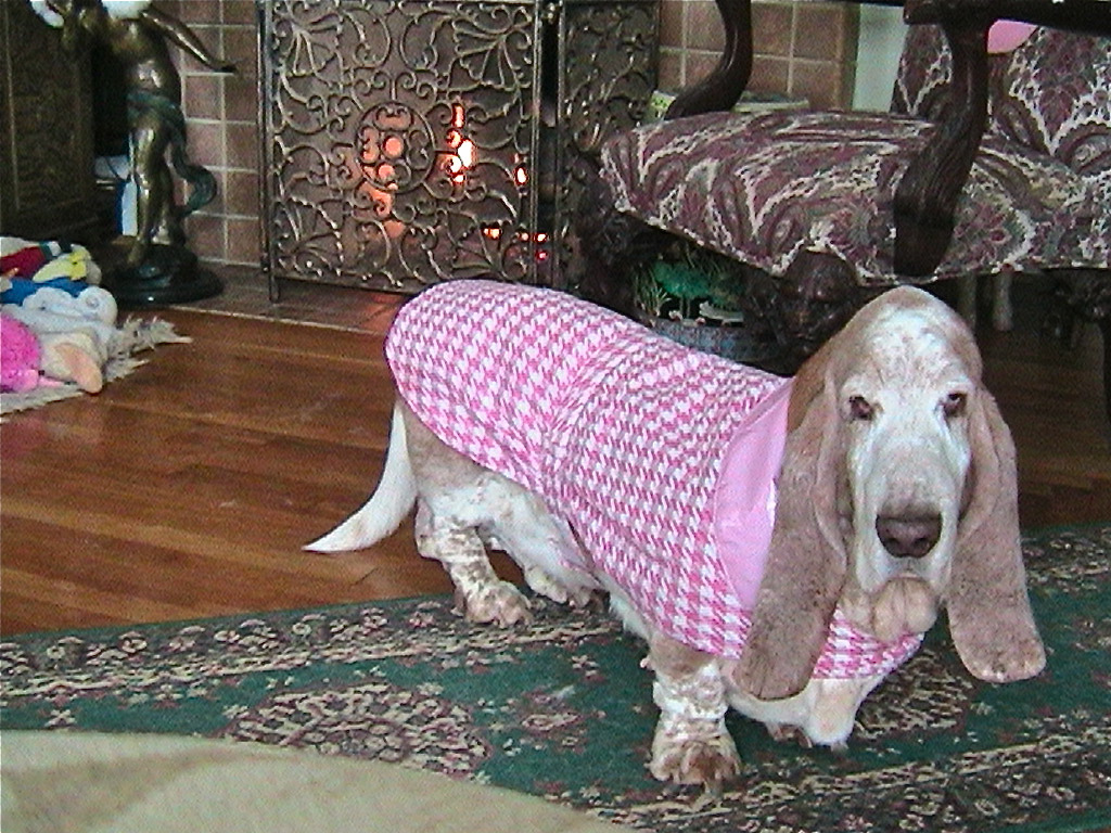 Colonial Basset Hound Rescue