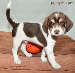 Colorado Beagle Puppies
