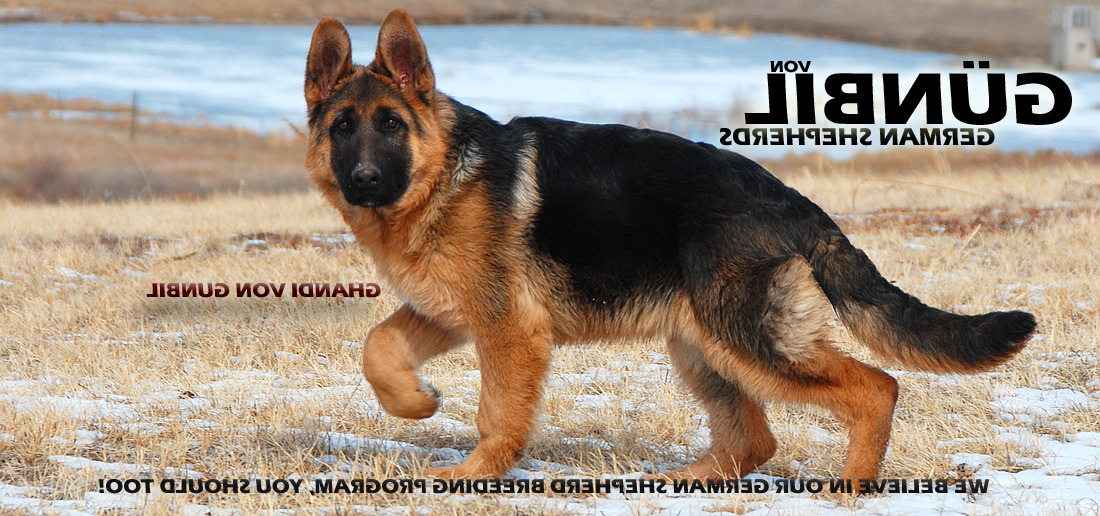 Colorado German Shepherd Breeder