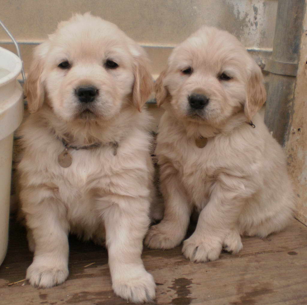 Colorado Golden Retriever Breeders