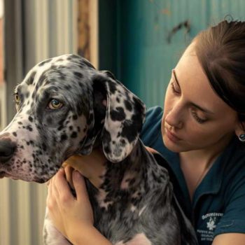 Catahoula Leopard Dog Price Health Cost