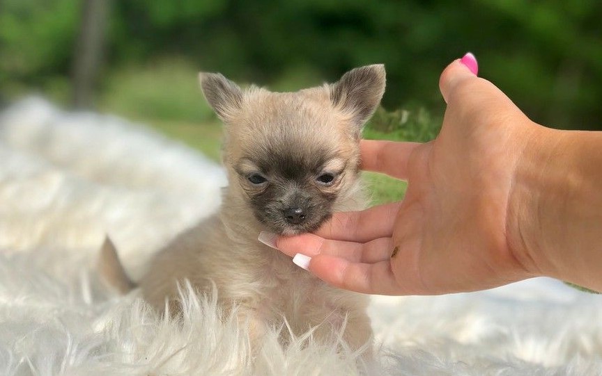Chihuahua Puppies Craigslist