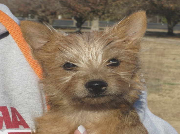 Cairn Terrier Rescue Ny 