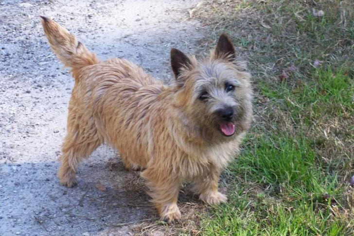 Cairn Terrier Rescue Texas