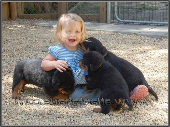 California Rottweiler Puppies