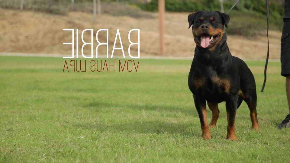 California Rottweiler