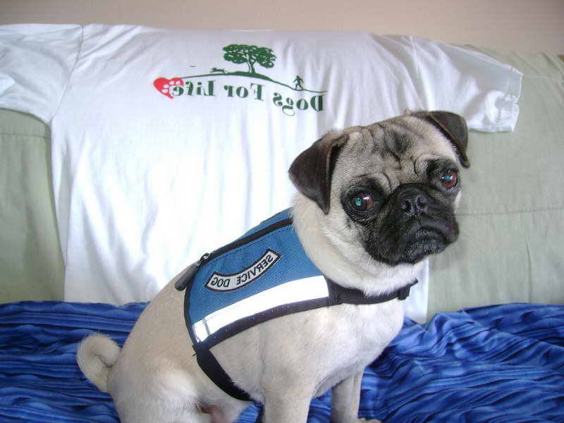 Can A Pug Be A Service Dog