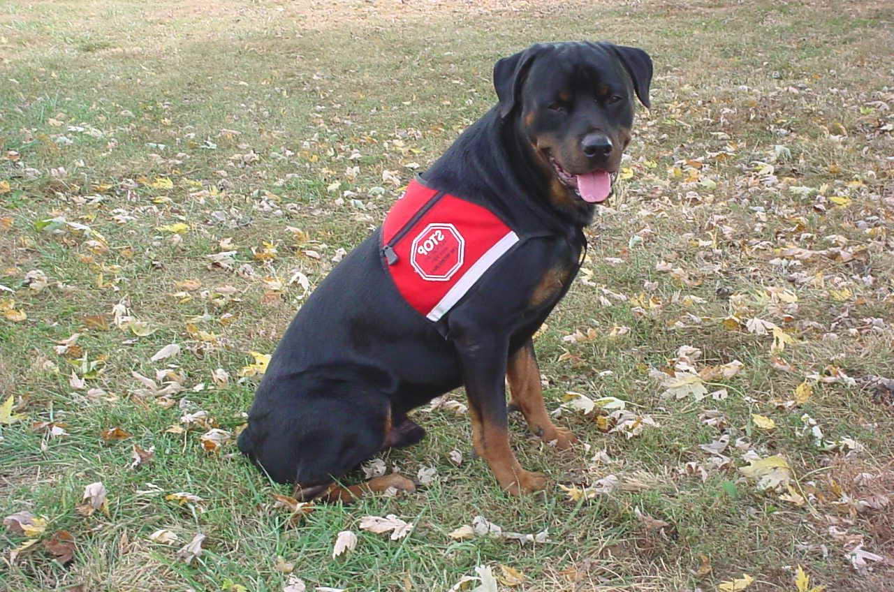 Can A Rottweiler Be A Service Dog | PETSIDI