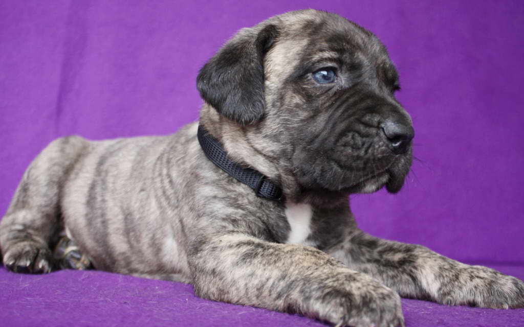 Canary Mastiff Puppies