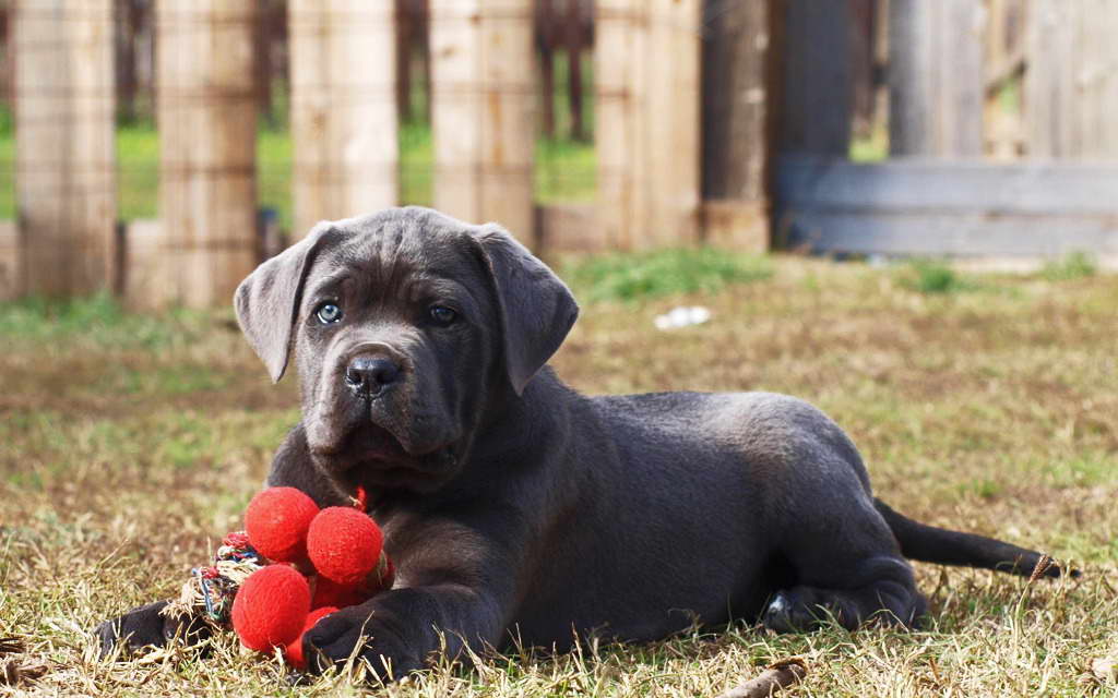 88+ Cane Corso Puppies For Sale In Texas Craigslist