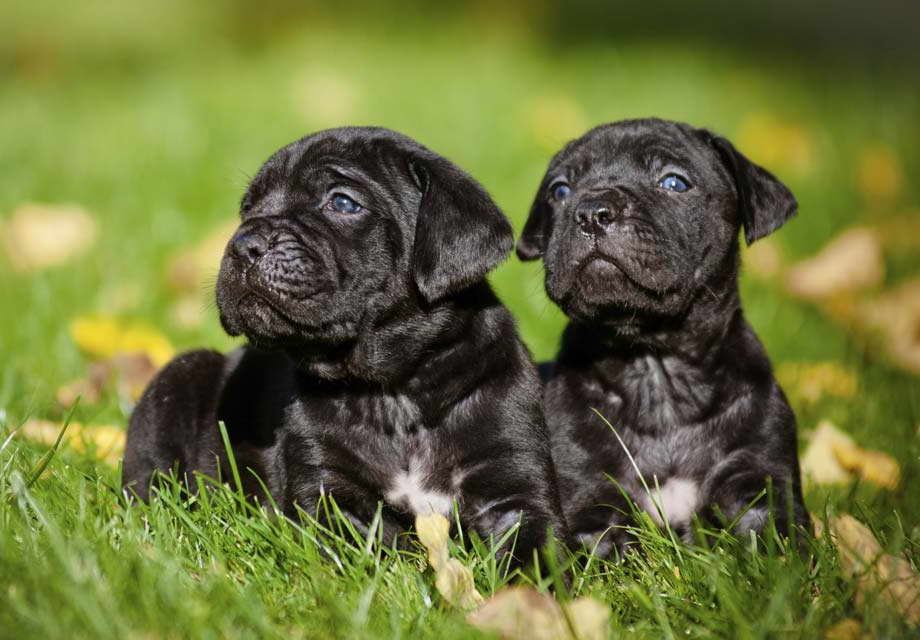 Cane Corso Mastiff Breeders