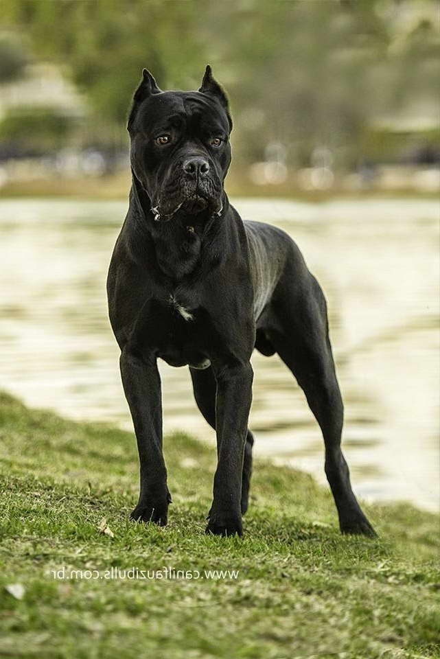 Cane Mastiff Dog