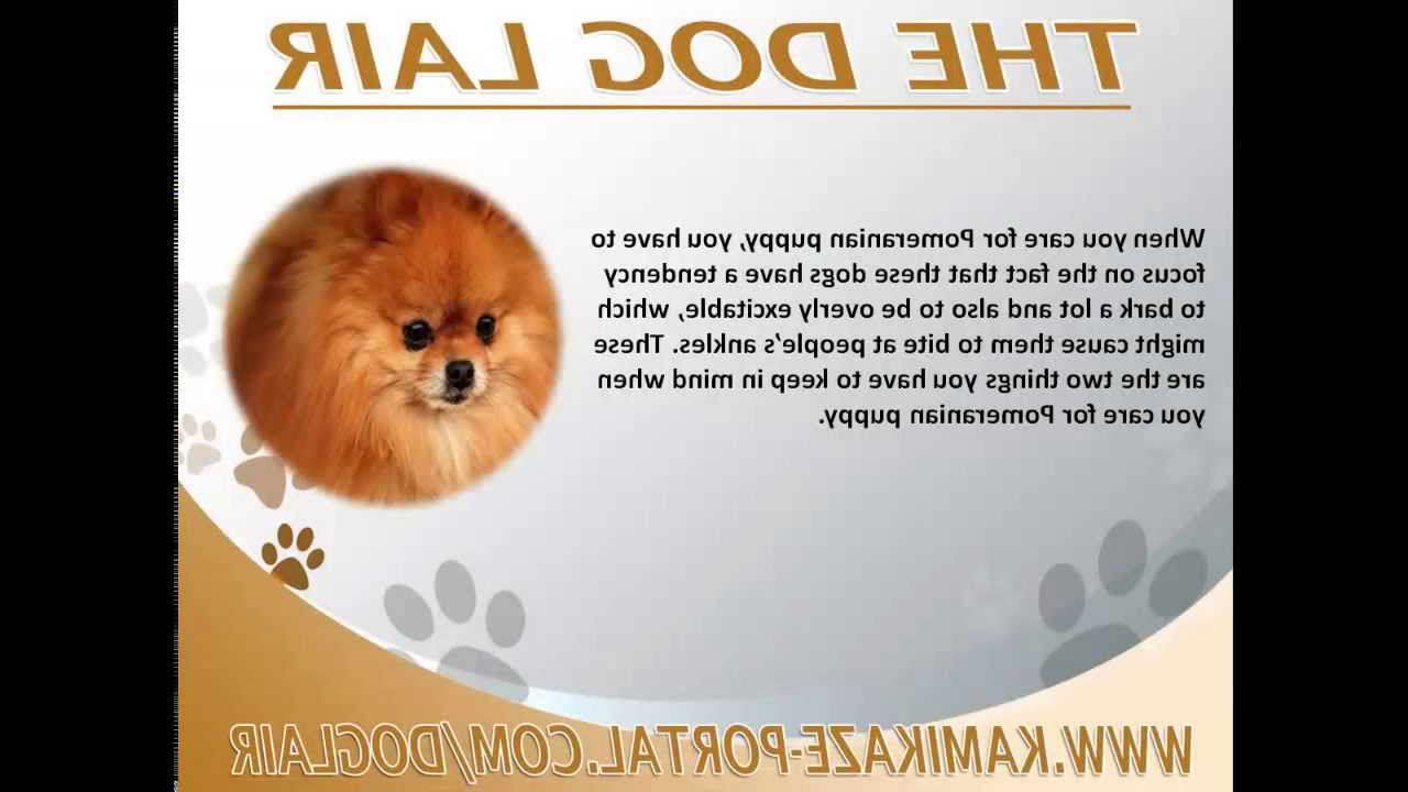 Care For Pomeranian Puppy
