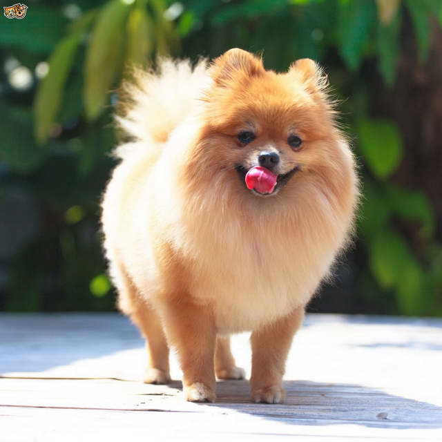 Caring For A Pomeranian