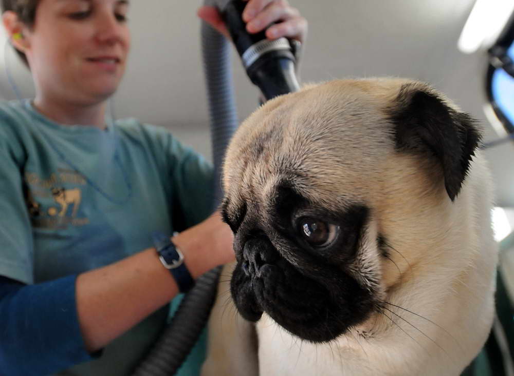 Caring For A Pug