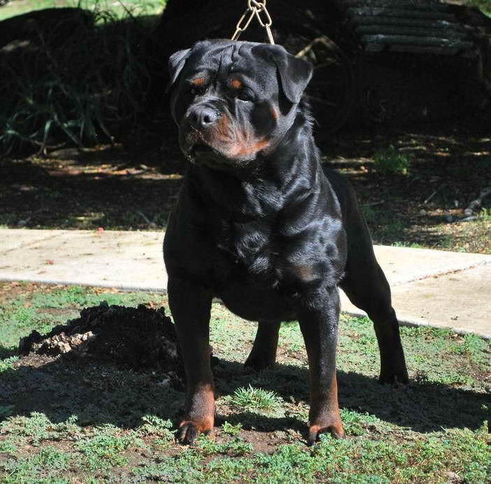 Champion Rottweiler For Sale