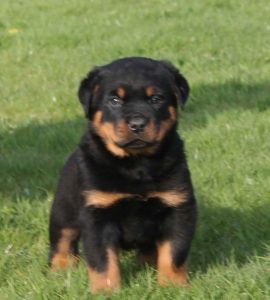Champion Rottweiler Puppies