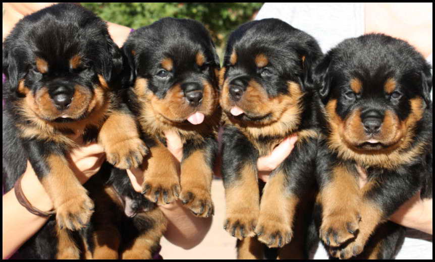 Champion Rottweiler Puppies For Sale