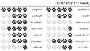 Characteristics Of A Husky