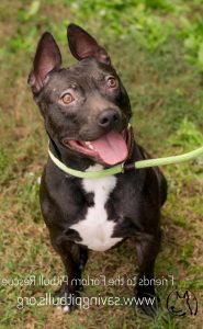 Charlotte Pit Bull Rescue