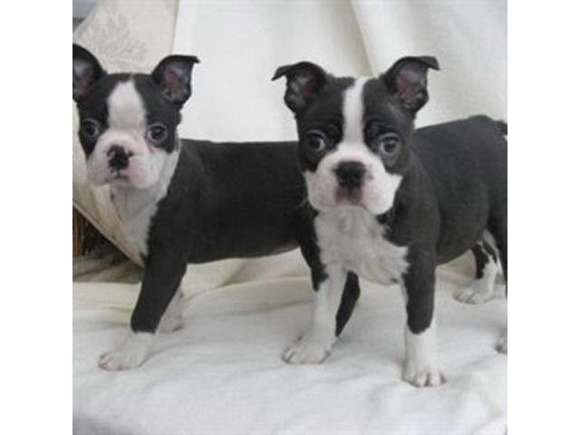 Cheap Boston Terrier Puppies For Sale