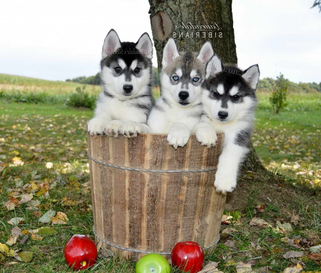 Cheap Husky Puppies For Sale In Pa
