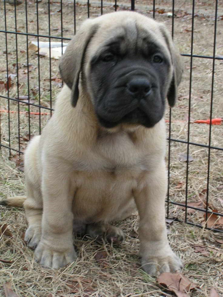 Cheap Mastiff Puppies For Sale | PETSIDI
