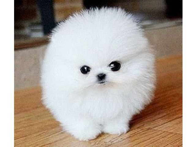 Cheap Micro Teacup Pomeranian Puppies For Sale PETSIDI