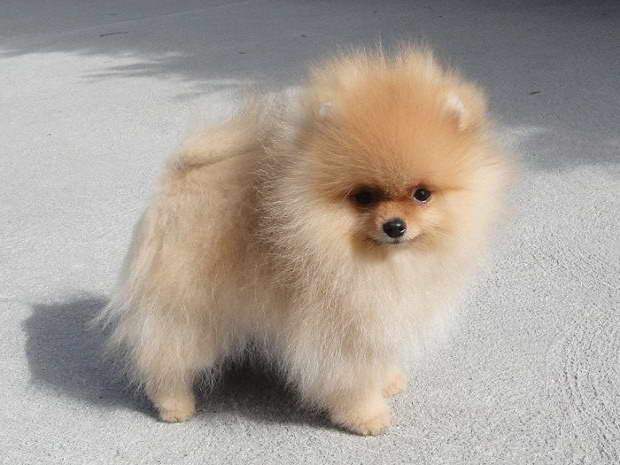 Cheap Pomeranian Puppies For Sale Near Me PETSIDI
