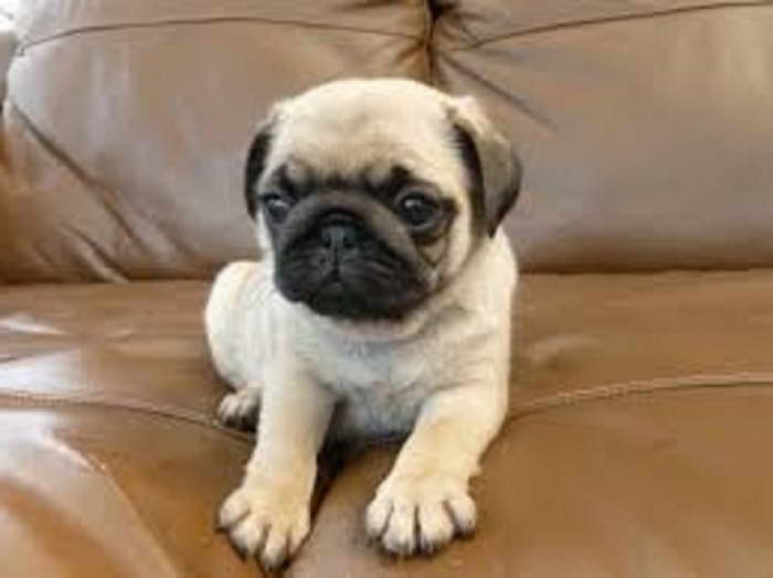 Cheap Pug Puppies For Sale