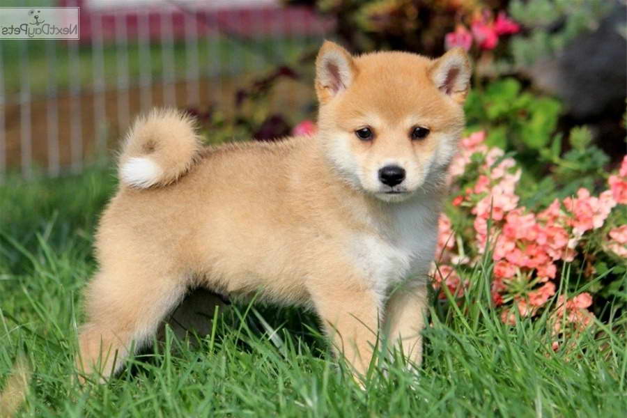 Cheap Shiba Inu Puppies