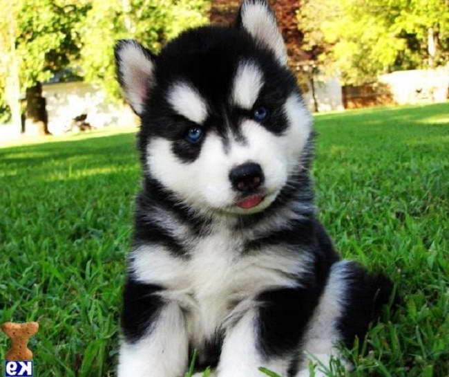 Cheap Siberian Husky Puppies For Sale In Nc