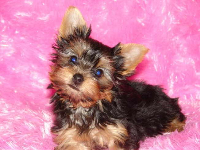 Cheap Yorkie Terrier Puppies For Sale