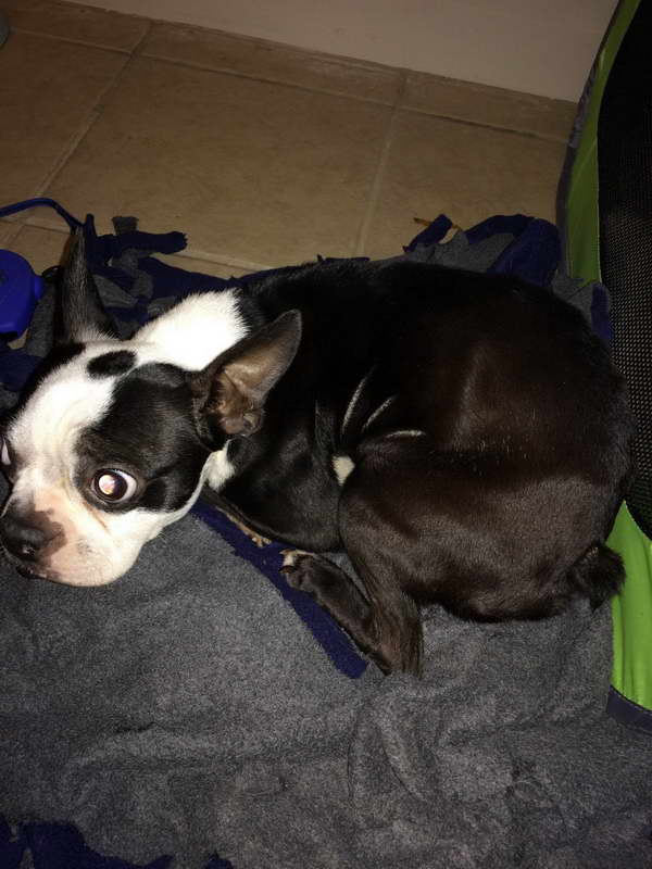 Chicago Boston Terrier Rescue